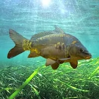 3dcarp2 Apk Android Game Download For Free (9)